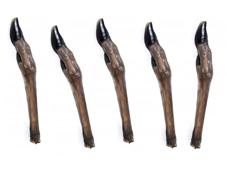 Real Dog stirnos kojos 5vnt.